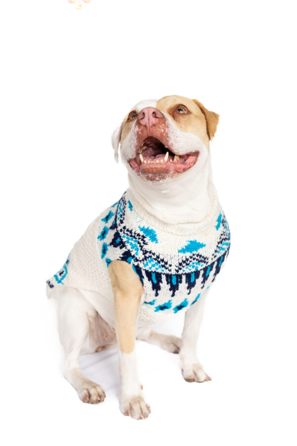 Coastal Cable Dog Sweater - Image 2