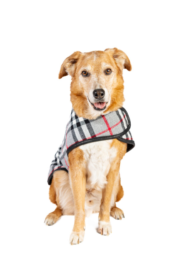 Steel Tartan Plaid Dog Coat - Image 2