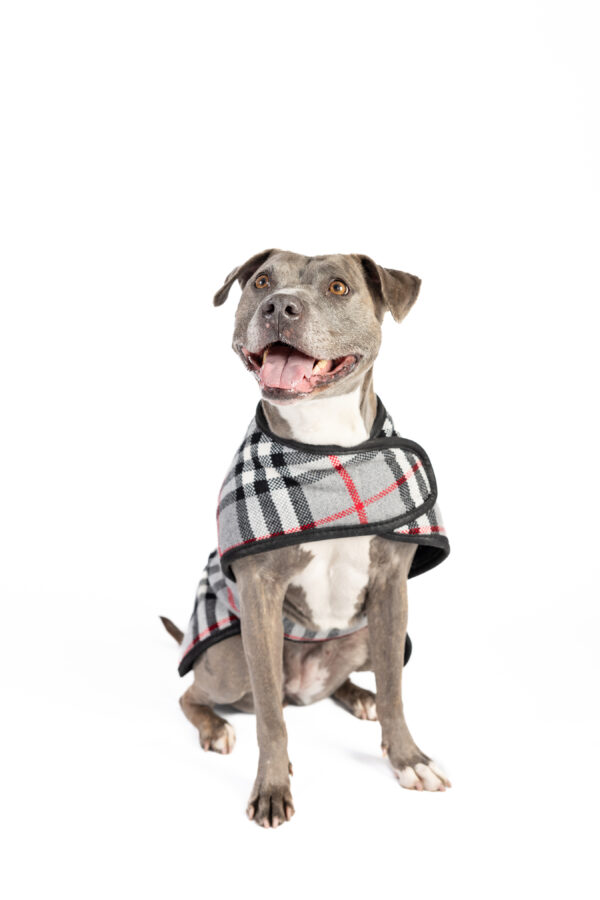 Steel Tartan Plaid Dog Coat - Image 4