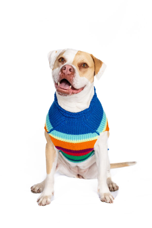 Alpaca Royal Stripe Dog Sweater - Image 4