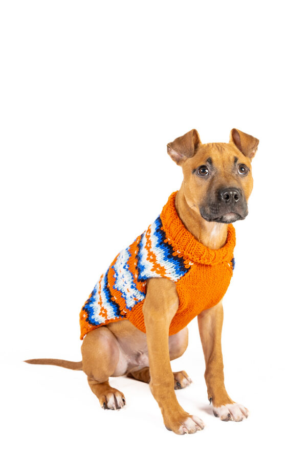 Campfire Dog Sweater - Image 3