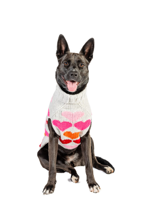 Puppy Love Knit Dog Sweater - Image 3