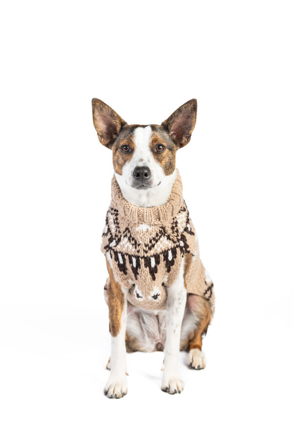 Sandy Cable Knit Dog Sweater - Image 3
