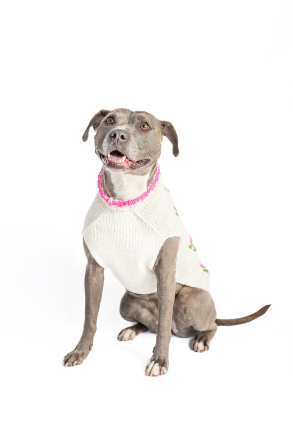 Rose Bud Dog Sweater - Image 4