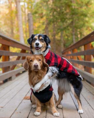 Dog Jackets for sale in Buffalo, New York