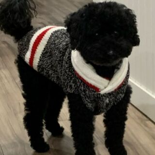 Doggie Design - Boutique Dog Clothes Designer & Wholesale Sales