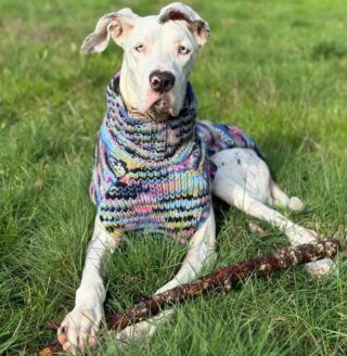 Dog sweaters hotsell for great danes