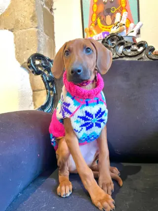 Chilly Dogs Sweater Chilly Dog Purple Woodstock Dog Sweater